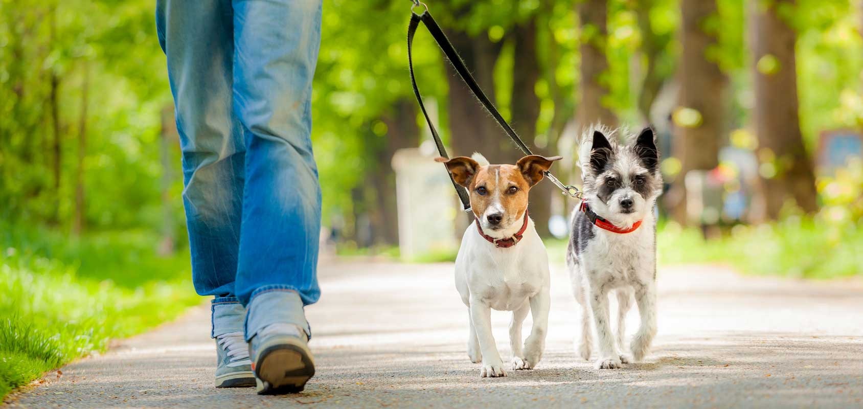 Betrouwbare hondenuitlaatservice en oppasservice